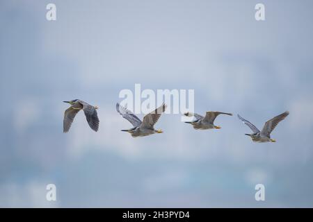 Gestreifte Reiher im Fliegen Stockfoto