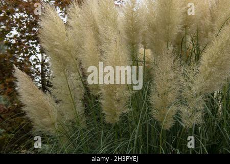 Nahaufnahme der herbstlichen, federleichten Cremeblumenköpfe auf einer Pampas-Graspflanze (Cortaderia selloana), die in einem krautigen Rand in einem Cottage Garden wächst Stockfoto