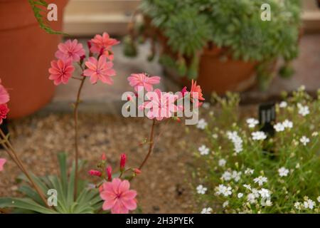 Sommer blühender korallenroter Blütenkopf auf einer Siskiyou Lewisia Pflanze (Lewisia cotyledon 'Elise Mixed'), die in einem Alpengarten in einem Gewächshaus wächst Stockfoto