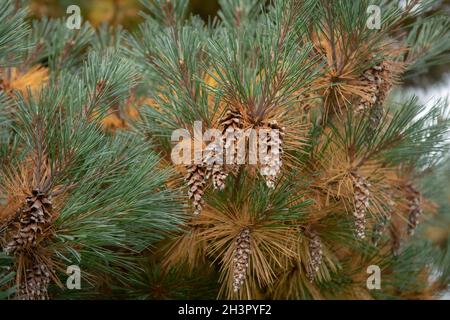 Herbstlaub der grünen und gelben Nadeln und braunen Zapfen auf einem Evergreen Nadelbaum aus dem Osten (Pinus Strobus 'Krugers Lilliput) Stockfoto