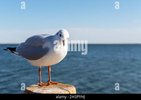 Schwarzkopfmöwe, chroicocephalus ridibundus Stockfoto