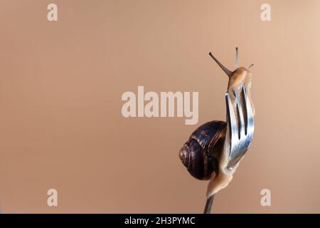 Eine Schnecke auf einer Gabel. Auf hellbraunem Hintergrund Stockfoto