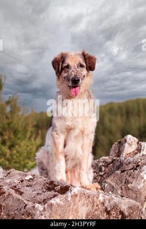 Großer Hund sitzt auf dem Stein im Wald Stockfoto