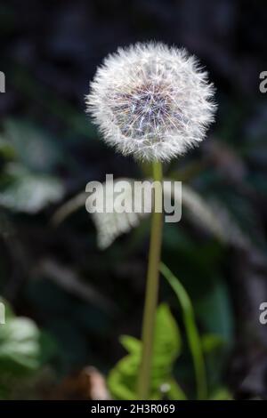 Nahaufnahme eines Löwenzahn (Taraxacum) Samenkopfes in einem Feld nahe East Grinstead Stockfoto