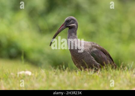 Hadada Ibis - Bostrychia hagedash, schöner großer Ibis aus afrikanischen Savannen, Büschen und Seen, Bwindi, Uganda. Stockfoto