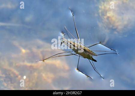 Wasserableiter (Gerridae). Stockfoto