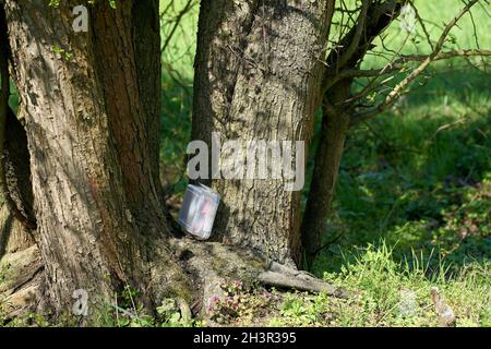 Geocaching-Versteck mit Cache in einer Kiste in einem Baum im Herrenkrugpark bei Magdeburg gefunden Stockfoto