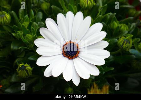 Osteospermum Stockfoto