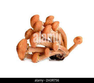 Wilde Herbstpilze Stockfoto