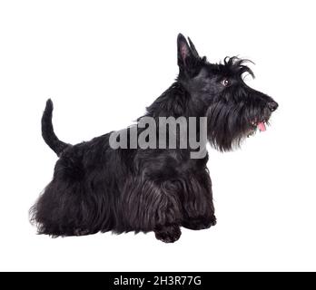 Schwarzer Scotch Terrier Welpe Stockfoto