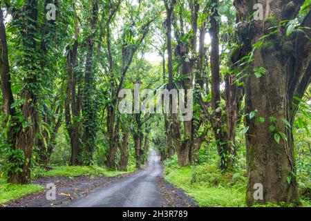 Straße im Dschungel Stockfoto