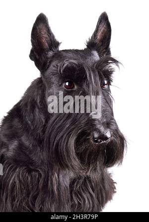 Portrait von schwarzem Scotch Terrier Stockfoto