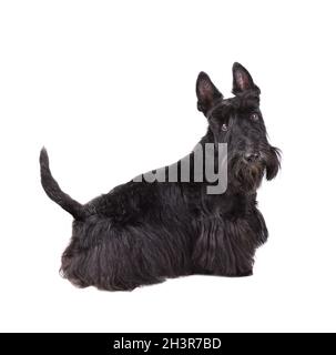 Isolierter Scotch Terrier Welpe Stockfoto