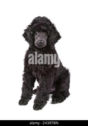 Schwarzer Pudel Welpen Stockfoto