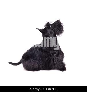 Schwarzer Scotch Terrier Welpe Stockfoto