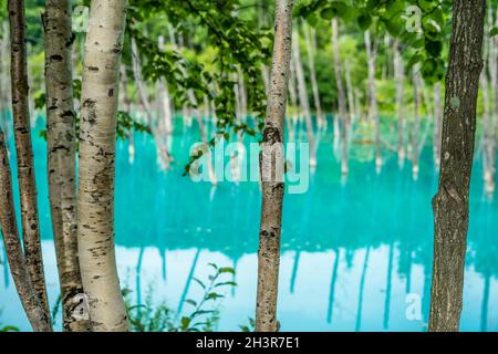 Blauer Teich, der wie ein Wald aussieht (Hokkaido Biei-Cho) Stockfoto