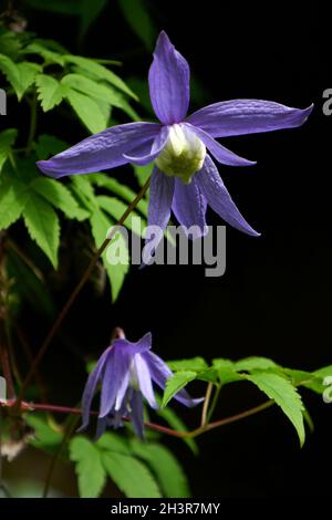 Evergreen Clematis Stockfoto