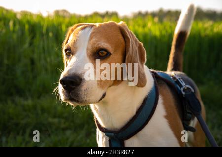 Hund Porträt hinten beleuchtet Hintergrund. Beagle mit der Zunge im Gras während des Sonnenuntergangs Stockfoto