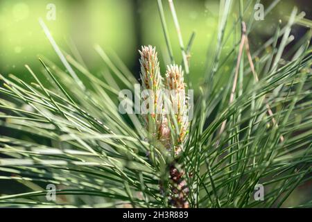 Junge frische Kieferntriebe aus nächster Nähe. Stockfoto