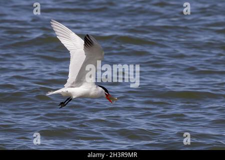 Die Kaspische Seeschwalbe ( Hydroprogne caspia ) auf der Jagd. Stockfoto