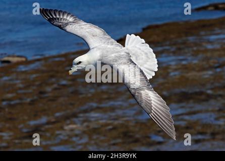 FULMAR im Flug, Großbritannien. Stockfoto