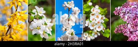Collage aus Bildern von blühenden Bäumen und Sträuchern im Frühjahr Stockfoto
