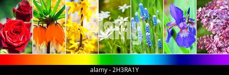 Schöne Collage aus Blumen. Regenbogenfarben Stockfoto