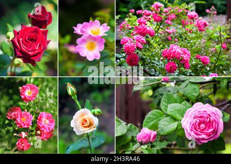 Collage von Bildern von verschiedenen schönen Rosen. Rosenvielfalt. Stockfoto