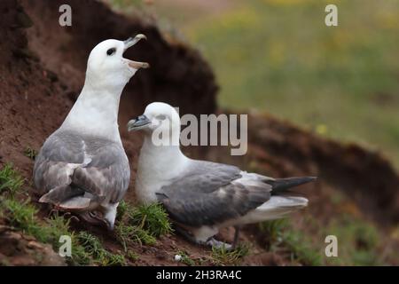 (Nördliches) FULMAR (Fulmarus glacialis)-Paar auf einer Klippe am Meer, Großbritannien. Stockfoto