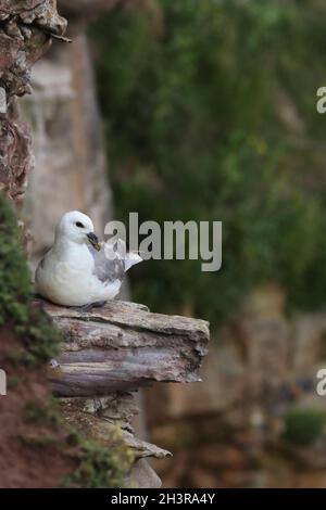 (Nord) FULMAR (Fulmarus glacialis) ruht auf einem Felsvorsprung, Großbritannien. Stockfoto