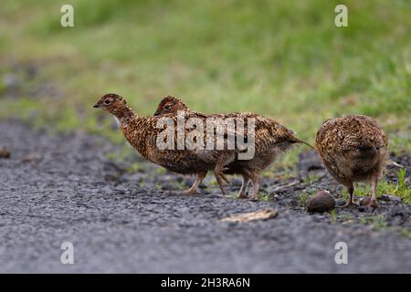 ROTHUHN (Lagopus lagopus scoticus) auf der Suche nach Korn am Rande einer Moorstraße, Schottland, Großbritannien. Stockfoto