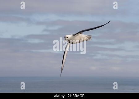 (Nördlicher) FULMAR (Fulmarus glacialis) im Flug, Großbritannien. Stockfoto