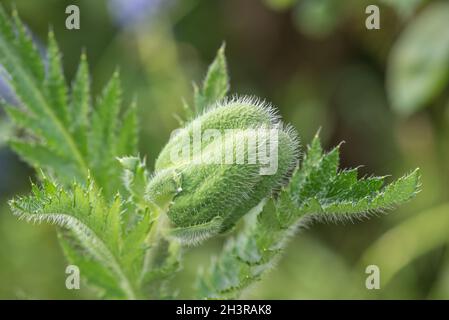 Geschlossen Mohn Stockfoto