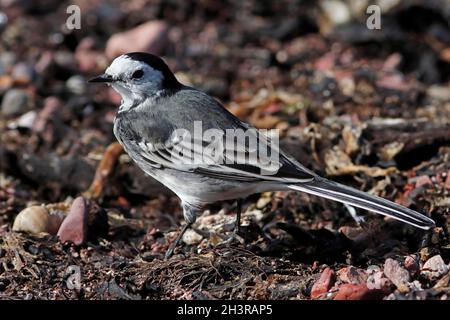 RIEDSTELZE (Motacilla alba) auf der Strandlinie, Schottland, Großbritannien. Stockfoto