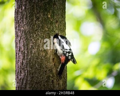 Großer Specht, der auf einem Baumstamm sitzt und seine Nestlinge füttert Stockfoto