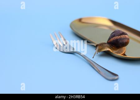 Eine Schnecke in einem Teller auf blauem Hintergrund. Stockfoto