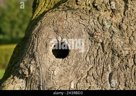 Ein Loch auf einem alten Ahornbaum dient als Nistplatz Loch für Vögel in einem Park Stockfoto