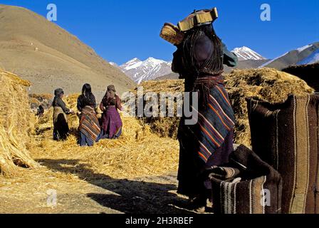 Nepal, Dolpo Region, Frau, die Gerste in traditioneller Kleidung erntet Stockfoto