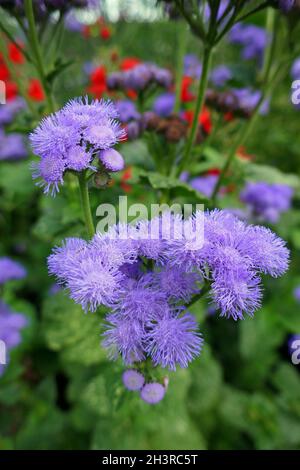 Ageratum houstonianum Stockfoto