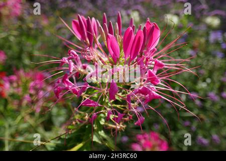 Tarenaya hassleriana Stockfoto