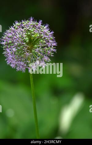 Allium giganteum Stockfoto