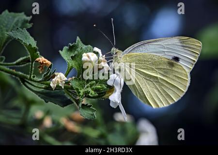 Großer weißer Kohlschmetterling (Pieris brassicae). Stockfoto