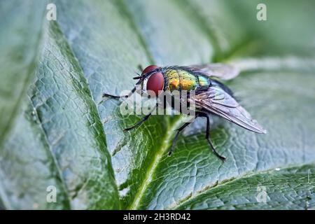 Goldfliege (Lucilia sericata). Stockfoto