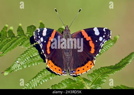 Admiral ( Vanessa atalanta, SYN.: Pyramis atalanta ). Stockfoto