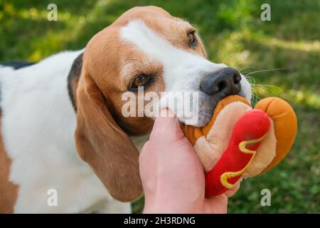 Hund beagle zieht das Spielzeug und Tauziehen Spiel Stockfoto