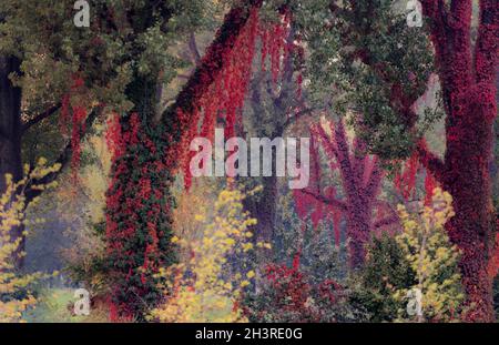 Wie auf einem Gemälde ist der Wald im Herbst gekleidet Stockfoto