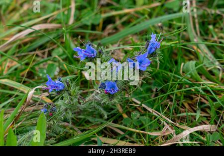 Viper's-bugloss (Echium vulgare), auch bekannt als blueweed growing wild auf Salisbury Plain Grasslands in Wiltshire UK Stockfoto