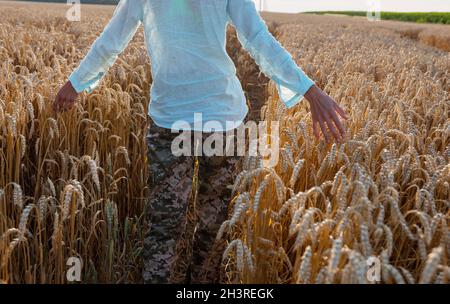 Mädchen im Weizenfeld Stockfoto