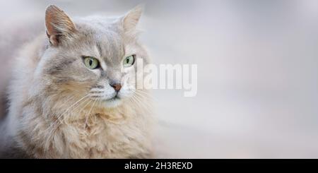 Porträt einer grauen flauschigen Katze mit Kopierraum, Banner. Stockfoto