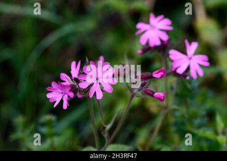 Roter Campion (Silene dioica) wächst im Frühling in Cornwall Stockfoto